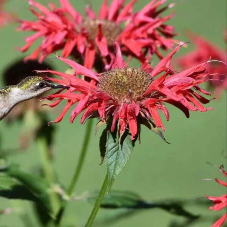 Bee Balm Monarda Seeds - Heirloom Flower Plant for Home Gardens