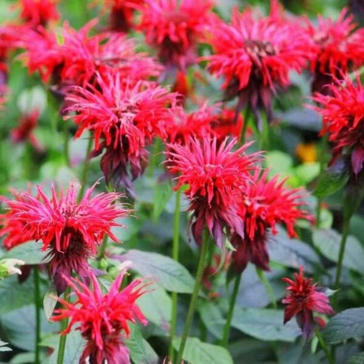 Bee Balm Monarda Seeds - Heirloom Flower Plant for Home Gardens