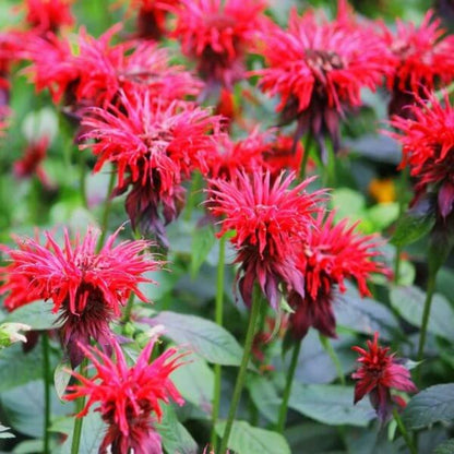 Bee Balm Monarda Seeds - Heirloom Flower Plant for Home Gardens