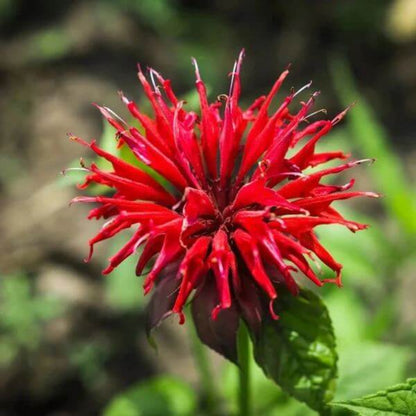 Bee Balm Monarda Seeds - Heirloom Flower Plant for Home Gardens