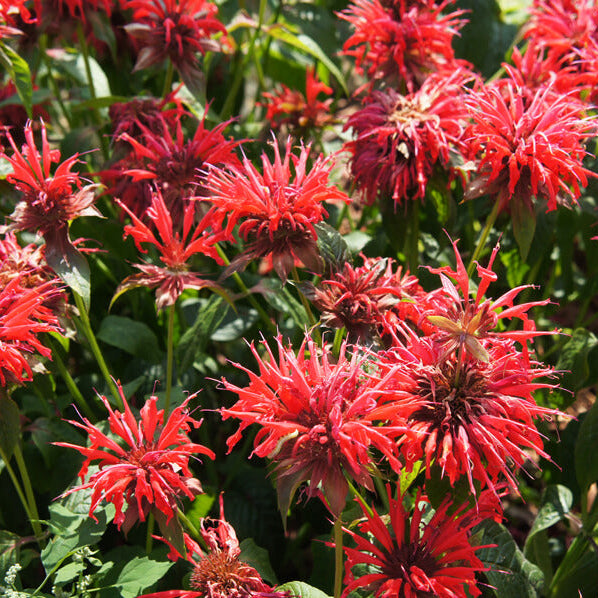 Bee Balm Seeds - Herbal Plant