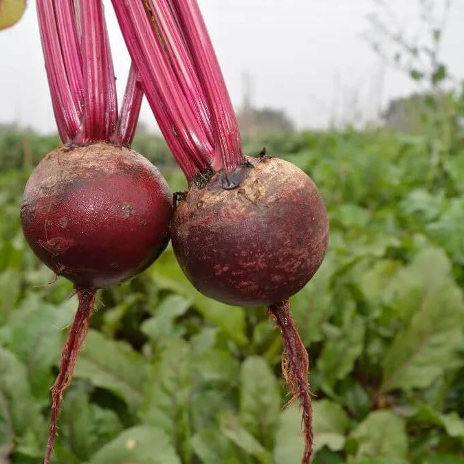 Beet seeds - Vegetable Plant