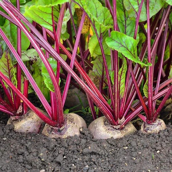 Beet seeds - Vegetable Plant