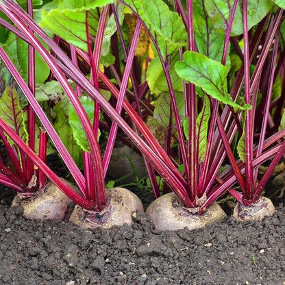 Beet seeds - Vegetable Plant