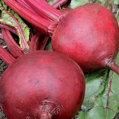 Beetroot Seeds - Heirloom Vegetable Plant for Home Gardens