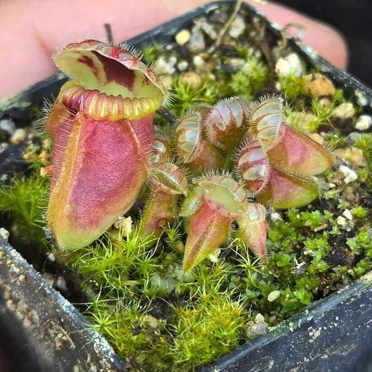 Beginner Albany Pitcher Plant Seeds – Carnivorous Plant Seeds for Home Gardens