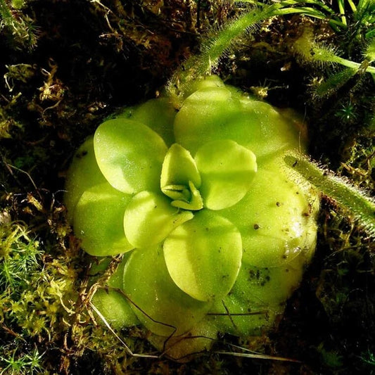 Beginner Butterwort Seeds
