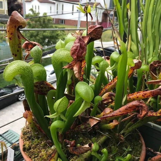 Beginner Cobra Lily Seeds – Carnivorous Plant Seeds for Home Gardens
