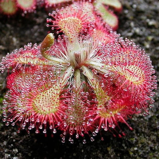 Beginner Sundew Seeds