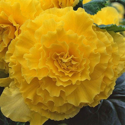 Begonia Amarilla Seeds - Heirloom Flower Plant for Home Gardens