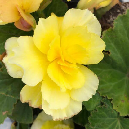 Begonia Amarilla Seeds - Heirloom Flower Plant for Home Gardens