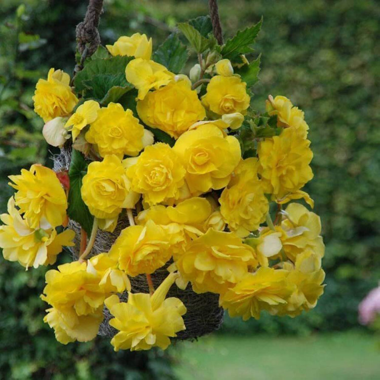Begonia Amarilla Seeds - Heirloom Flower Plant for Home Gardens