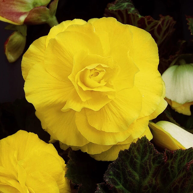 Begonia Amarilla Seeds - Heirloom Flower Plant for Home Gardens