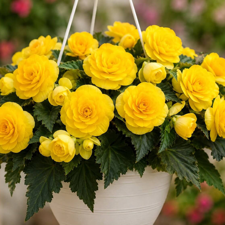 Begonia Amarilla Seeds - Heirloom Flower Plant for Home Gardens