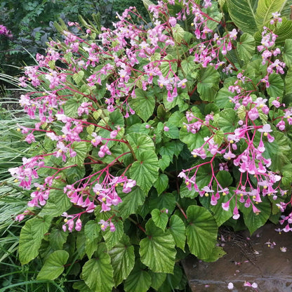 Begonia Grandis Seeds - Heirloom Flower Plant for Home Gardens