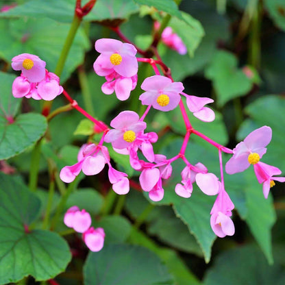 Begonia Grandis Seeds - Heirloom Flower Plant for Home Gardens