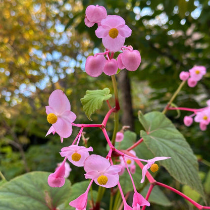 Begonia Grandis Seeds - Heirloom Flower Plant for Home Gardens