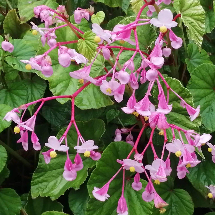 Begonia Grandis Seeds - Heirloom Flower Plant for Home Gardens