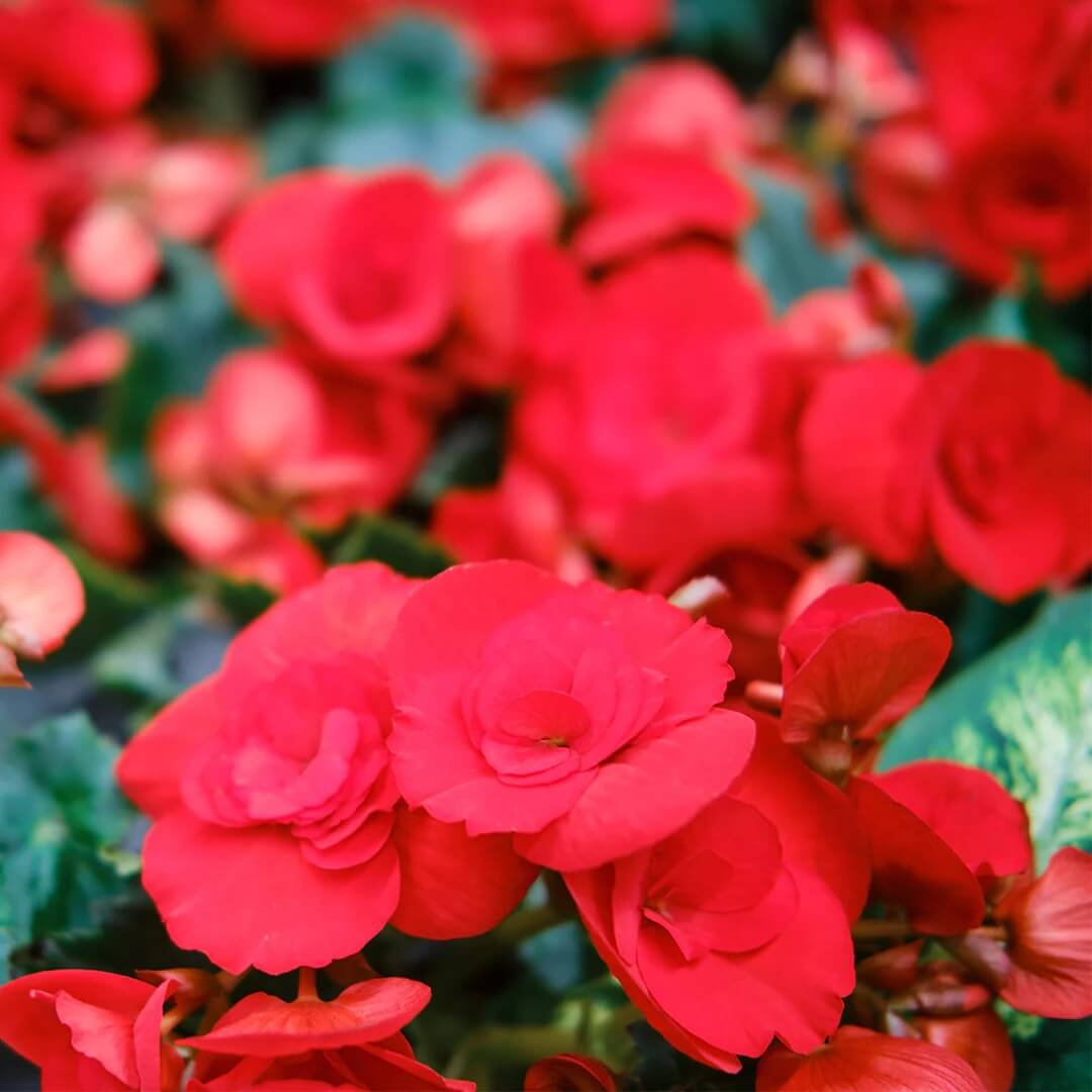 Begonia Nonstop Seeds