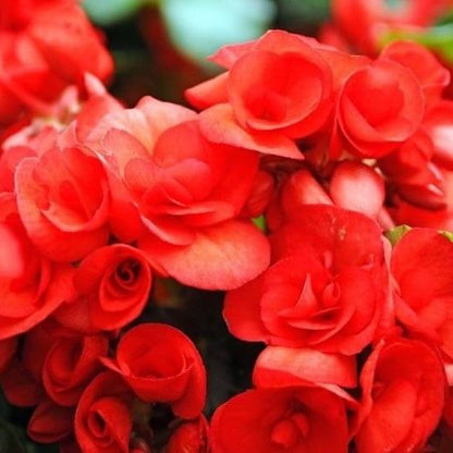 Begonia Nonstop Seeds