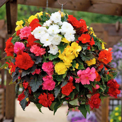Begonia Nonstop Seeds