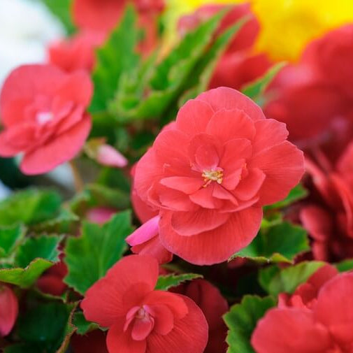 Begonia Nonstop Seeds