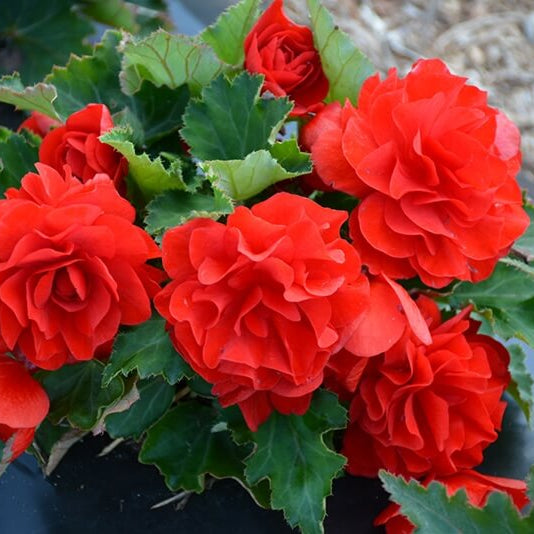 Begonia Nonstop Seeds