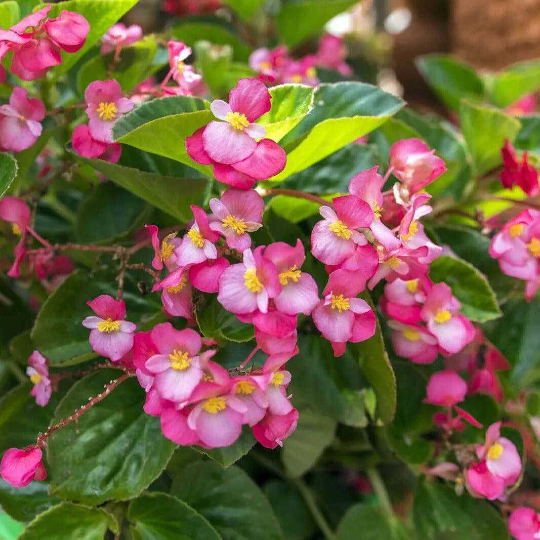 Begonia Seeds