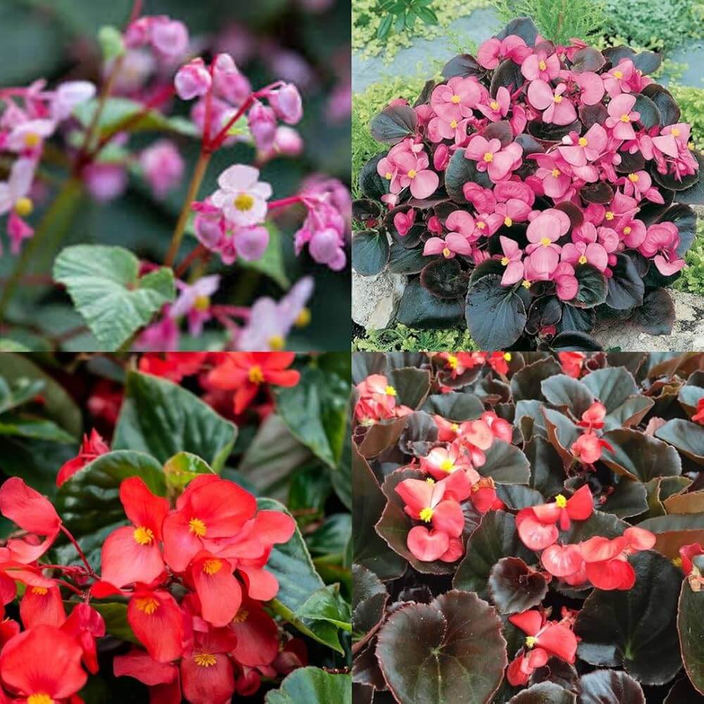 Begonia Seeds