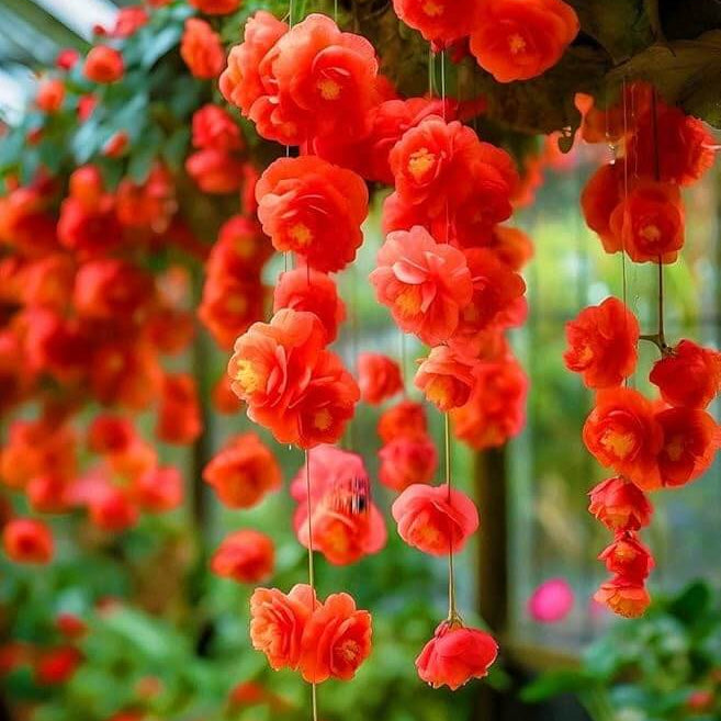 Begonia Seeds - Flower Plant for Home Gardens