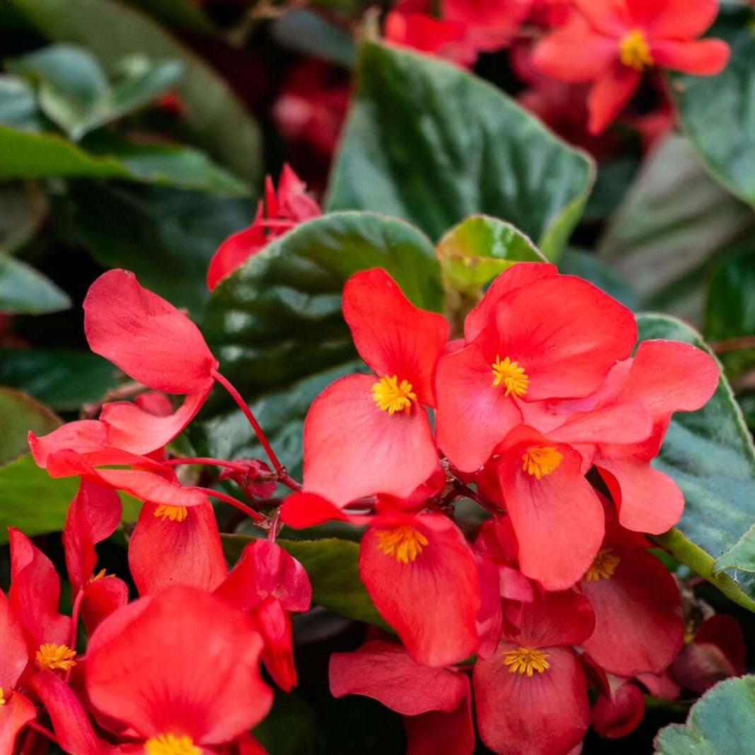 Begonia Seeds