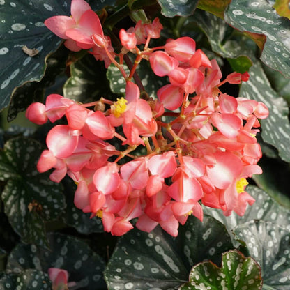 Begonia Seeds