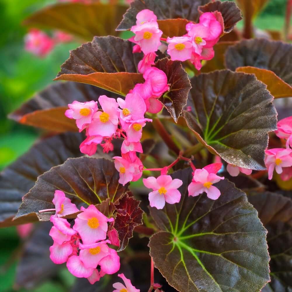 Begonia Seeds