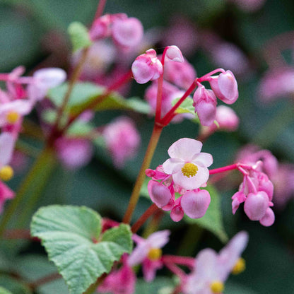 Begonia Seeds