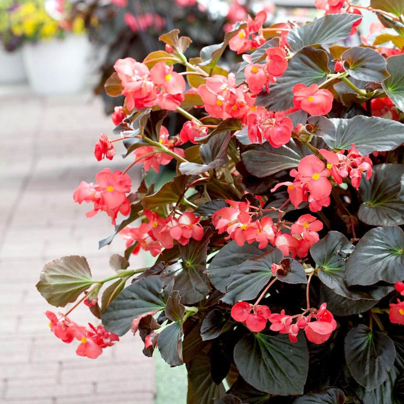 Begonia Seeds
