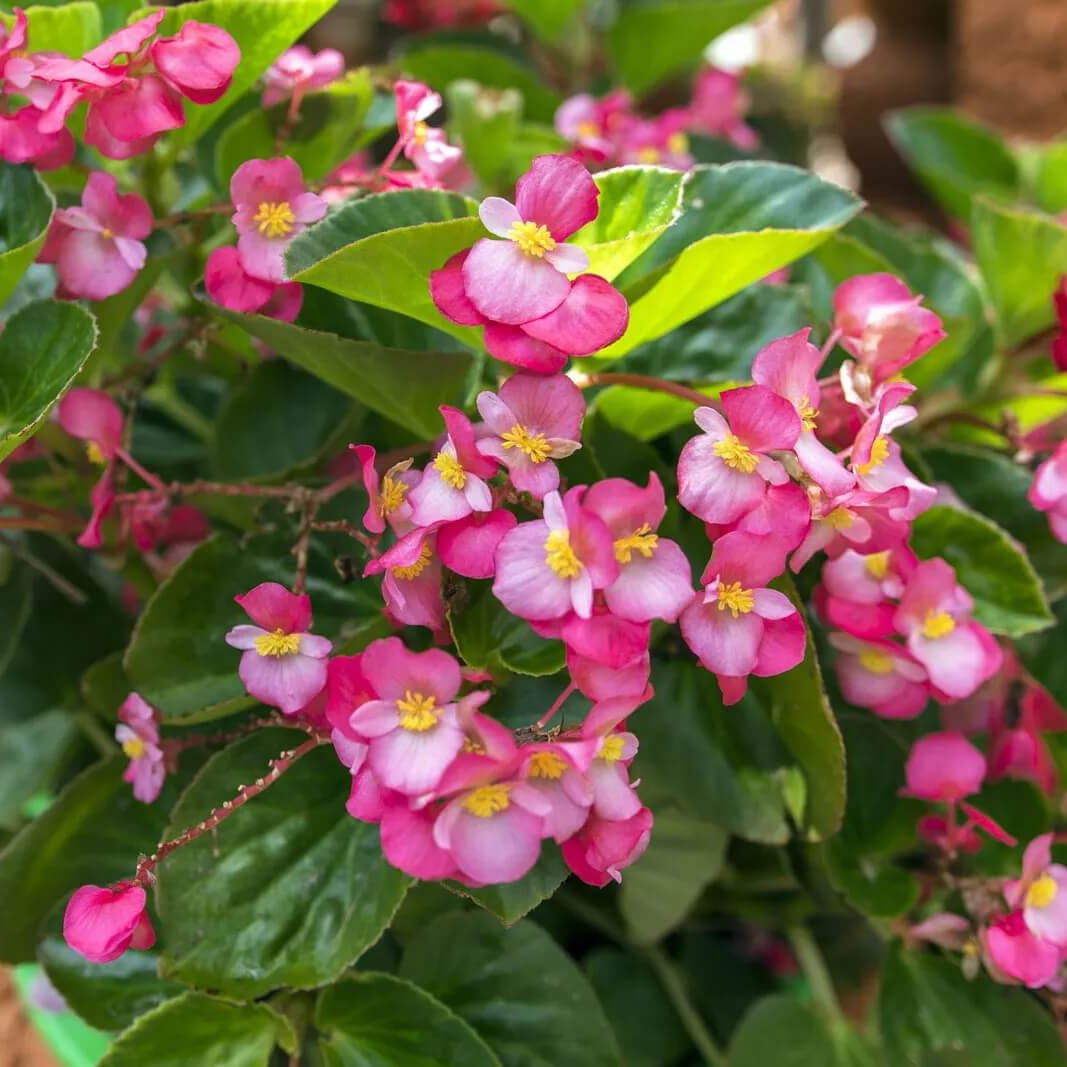 Begonia Seeds