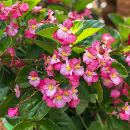 Begonia Seeds