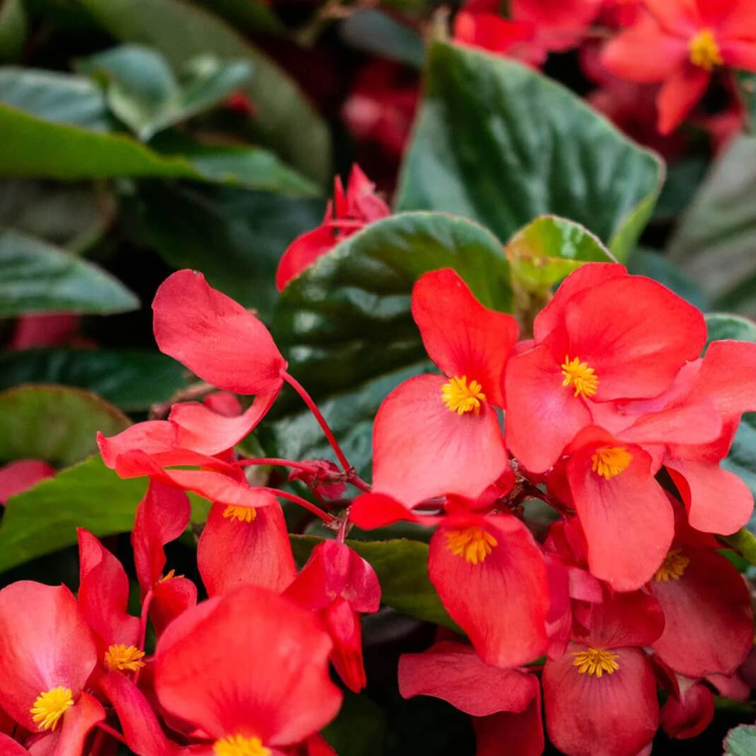 Begonia Seeds - Flower Plant for Home Gardens