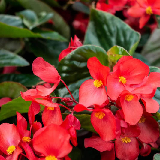 Begonia Seeds - Flower Plant for Home Gardens