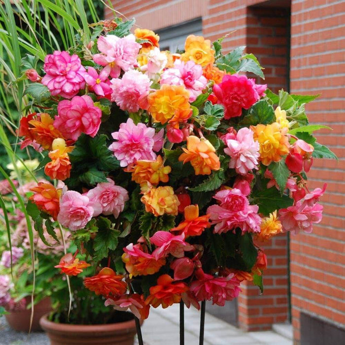 Begonia Seeds - Flower Plant for Home Gardens
