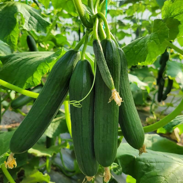 Beit Alpha Cucumber Seeds - Heirloom Vegetable Plant for Home Gardens