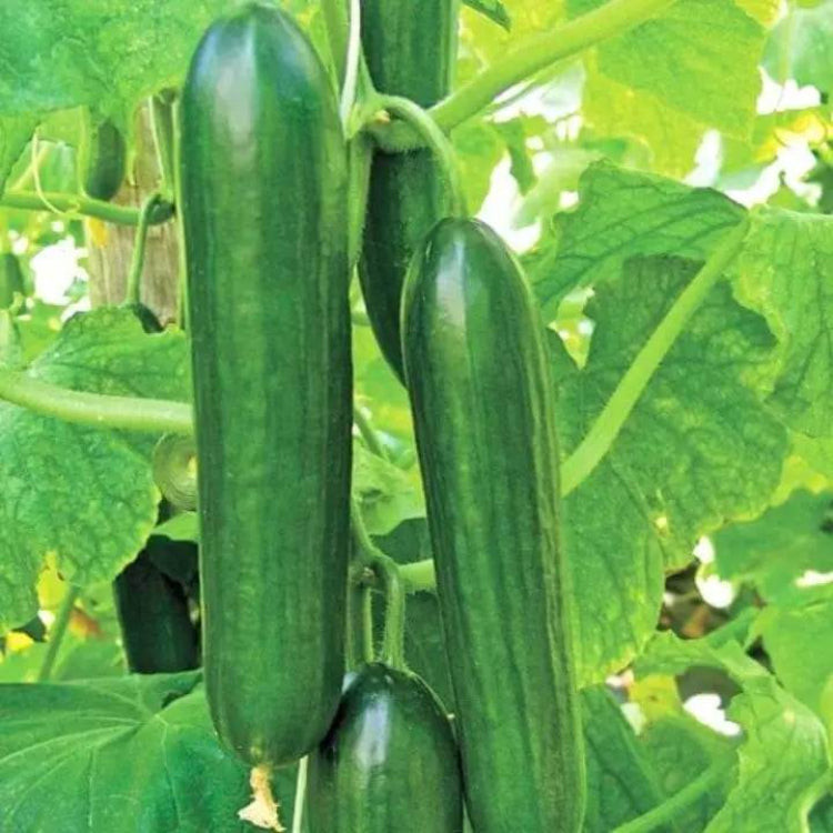 Beit Alpha Cucumber Seeds - Heirloom Vegetable Plant for Home Gardens