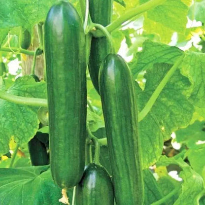 Beit Alpha Cucumber Seeds - Heirloom Vegetable Plant for Home Gardens