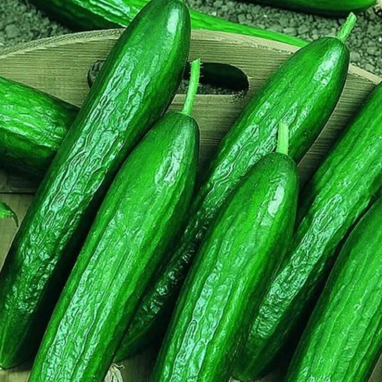 Beit Alpha Cucumber Seeds - Heirloom Vegetable Plant for Home Gardens