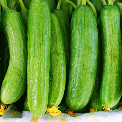 Beit Alpha Cucumber Seeds - Heirloom Vegetable Plant for Home Gardens
