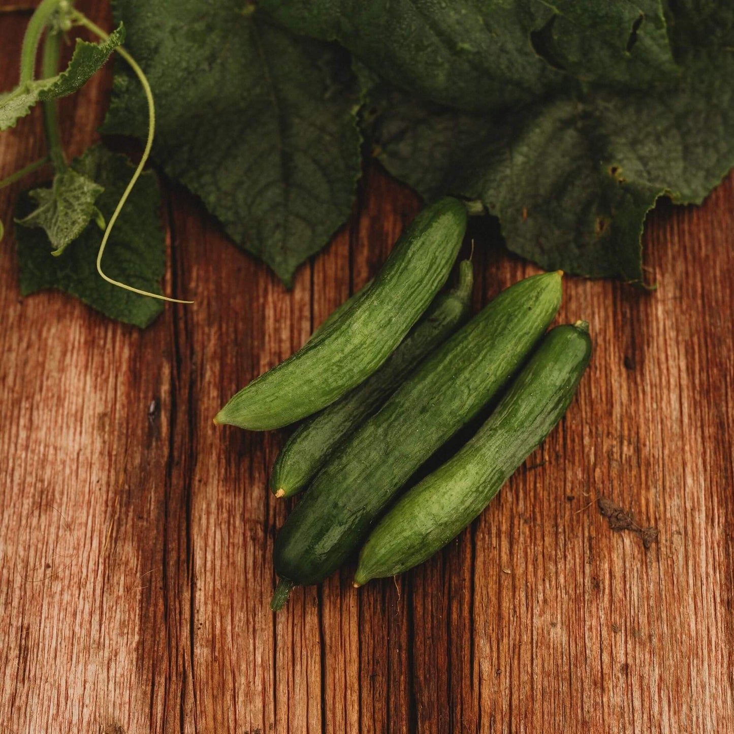 Beit Alpha Persian Cucumber seeds