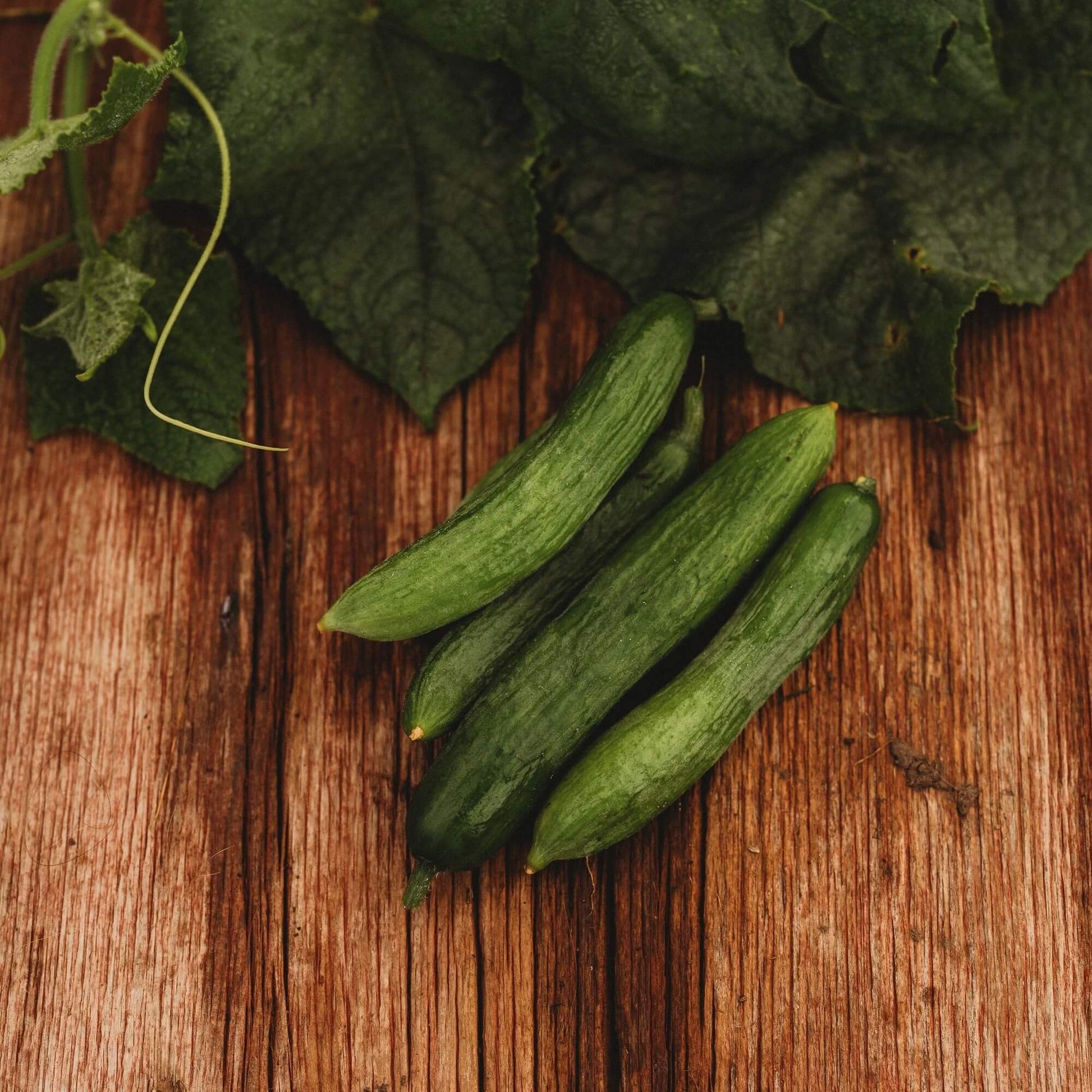 Beit Alpha Persian Cucumber seeds
