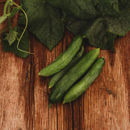Beit Alpha Persian Cucumber seeds