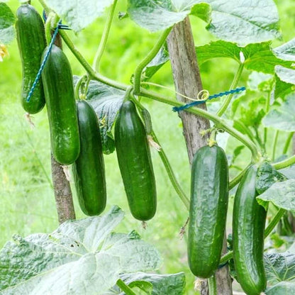 Beit Alpha Persian Cucumber seeds