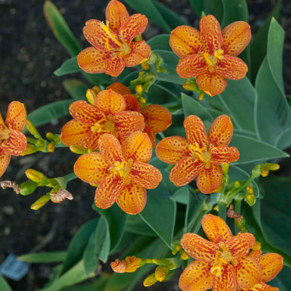 Belamcanda Seeds - Flower Plant for Home Gardens